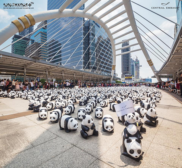 panda panda