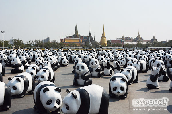 แพนด้า 1,600 ตัว แพนด้า 1,600 ตัว