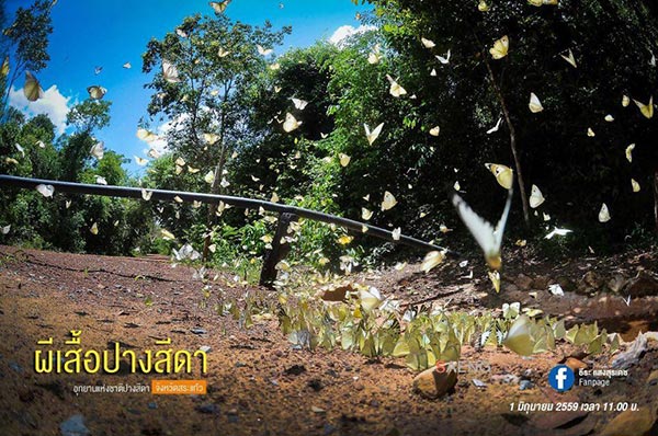 ผีเสื้อ ปางสีดา ผีเสื้อ ปางสีดา