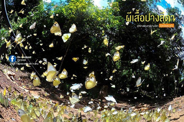 ผีเสื้อ ปางสีดา ผีเสื้อ ปางสีดา