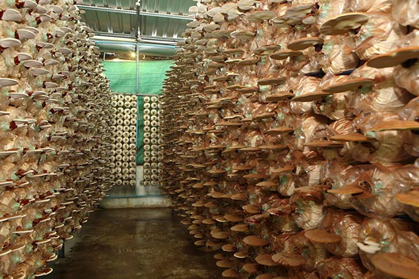 เที่ยววังน้ำเขียว เที่ยววังน้ำเขียว