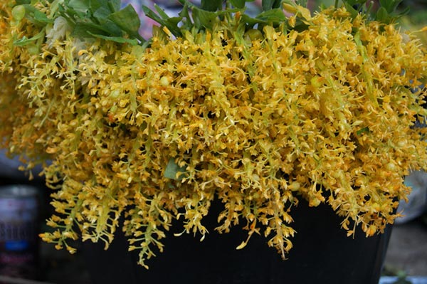 เที่ยวเข้าพรรษาภาคกลาง เที่ยวเข้าพรรษาภาคกลาง