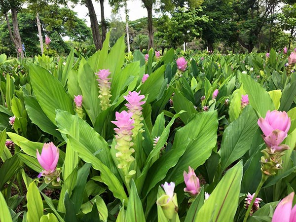 งานทุ่งดอกกระเจียวสื่อรักวันแม่ งานทุ่งดอกกระเจียวสื่อรักวันแม่