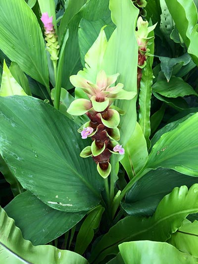 งานทุ่งดอกกระเจียวสื่อรักวันแม่ งานทุ่งดอกกระเจียวสื่อรักวันแม่