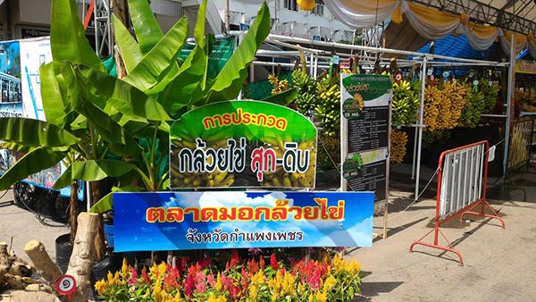 งานสารทไทย กล้วยไข่ เมืองกำแพง 2559 งานสารทไทย กล้วยไข่ เมืองกำแพง 2559