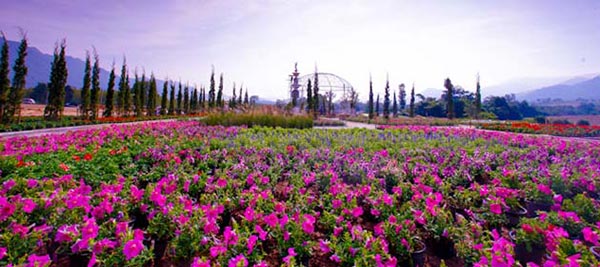 ที่เที่ยวเขาใหญ่ The Bloom
