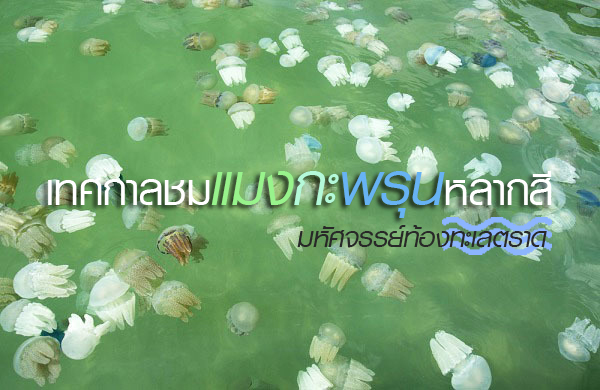 เทศกาลชมแมงกะพรุนหลากสี เทศกาลชมแมงกะพรุนหลากสี