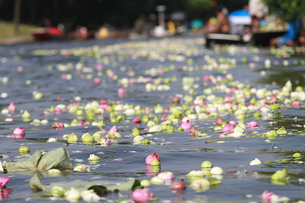 ประเพณีรับบัว 2559 ประเพณีรับบัว 2559