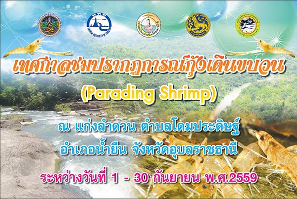 กุ้งเดินขบวน 2559 กุ้งเดินขบวน 2559