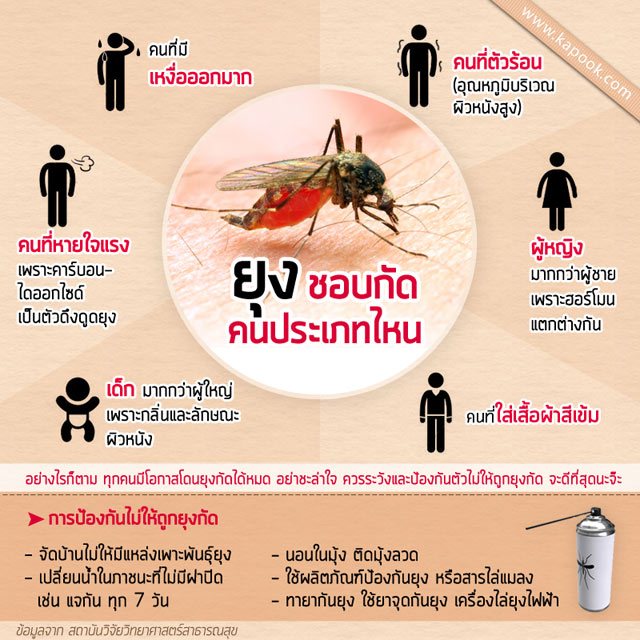 ไข้เลือดออก ไข้เลือดออก