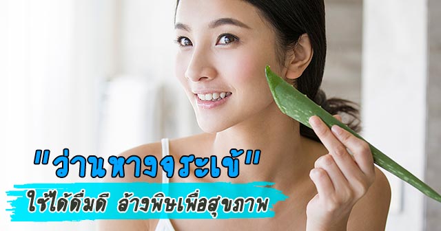 ว่านหางจระเข้ ว่านหางจระเข้