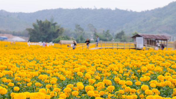 ทุ่งดาวเรือง ภูเรือ ทุ่งดาวเรือง ภูเรือ