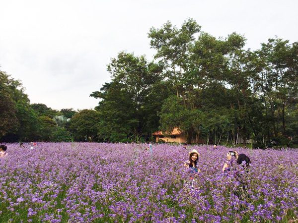 ทุ่งดอกหงอนนาค ปราจีนบุรี
