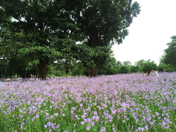 ทุ่งดอกหงอนนาค ปราจีนบุรี