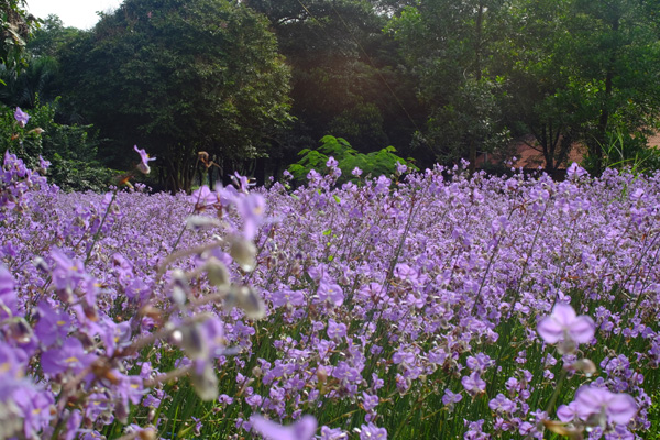 ทุ่งดอกหงอนนาค ปราจีนบุรี