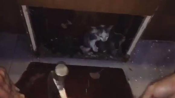 กิก ดนัย ช่วยลูกแมว กิก ดนัย ช่วยลูกแมว