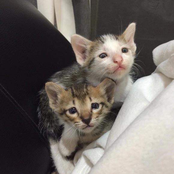 กิก ดนัย ช่วยลูกแมว กิก ดนัย ช่วยลูกแมว