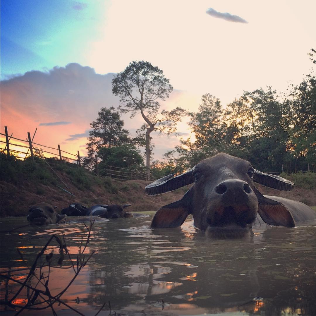 ควายไทย ควายไทย