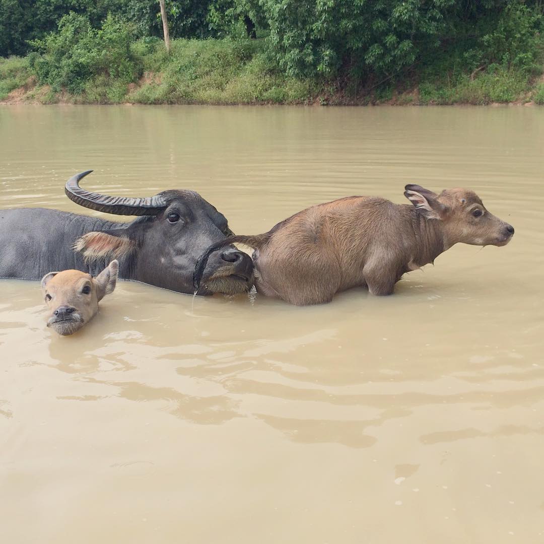 ควายไทย ควายไทย