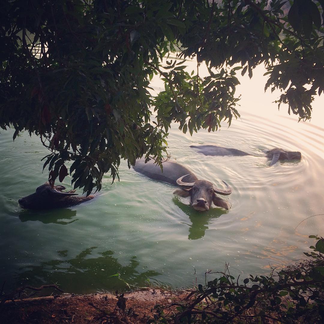 ควายไทย ควายไทย