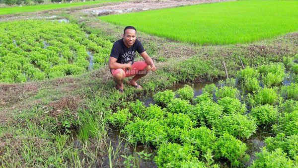 ไร่สวนดารา ไร่สวนดารา