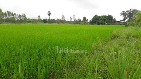 ไร่สวนดารา ไร่สวนดารา