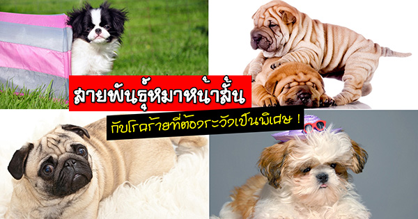 หมาหน้าสั้น หมาหน้าสั้น