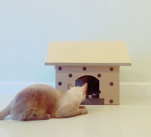 บ้านแมว บ้านแมว