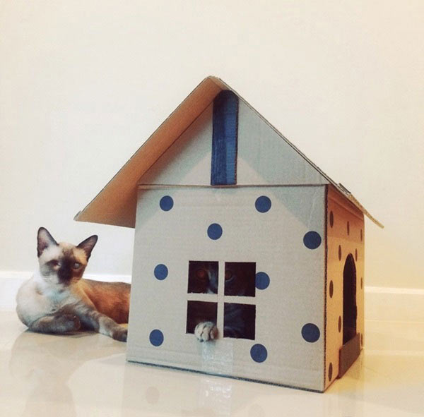 บ้านแมว บ้านแมว