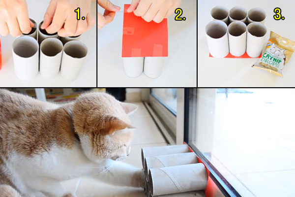 DIY ของเล่นแมว DIY ของเล่นแมว