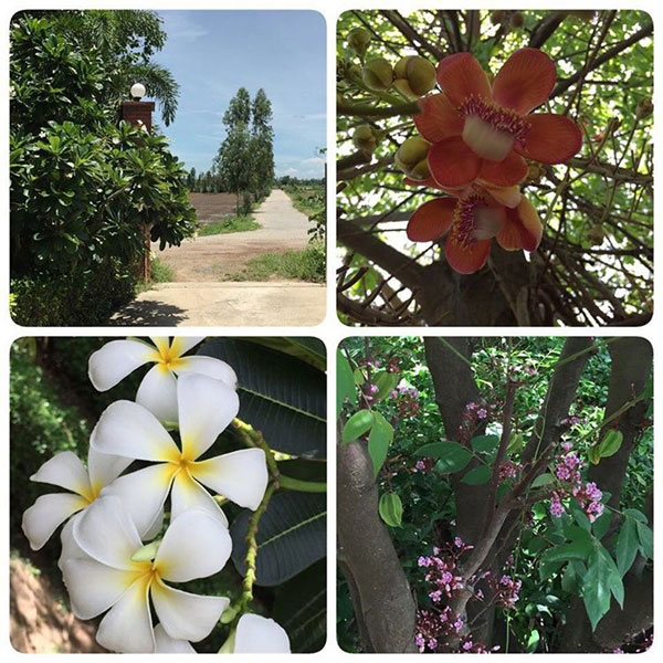 ไร่สวนดารา ไร่สวนดารา
