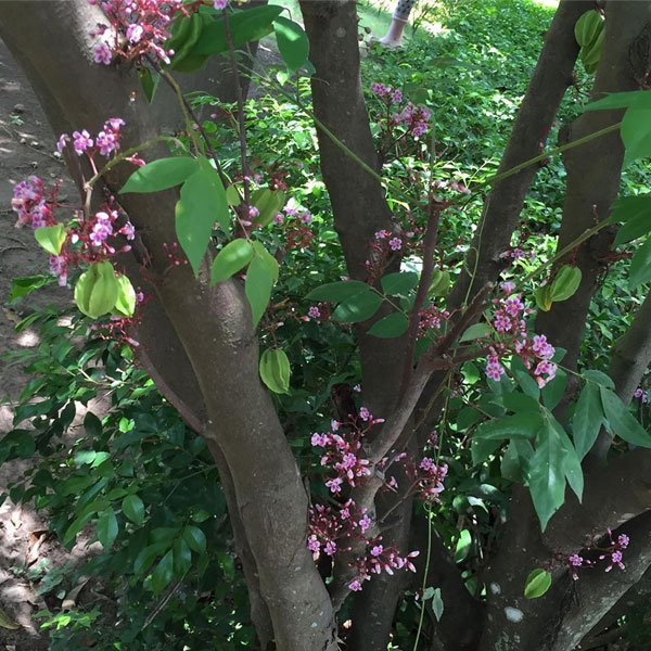 ไร่สวนดารา ไร่สวนดารา