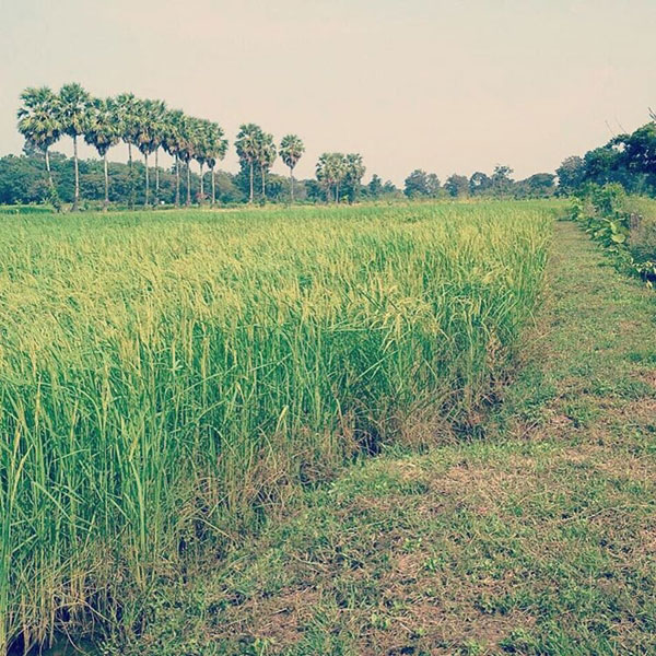 ไร่สวนดารา ไร่สวนดารา
