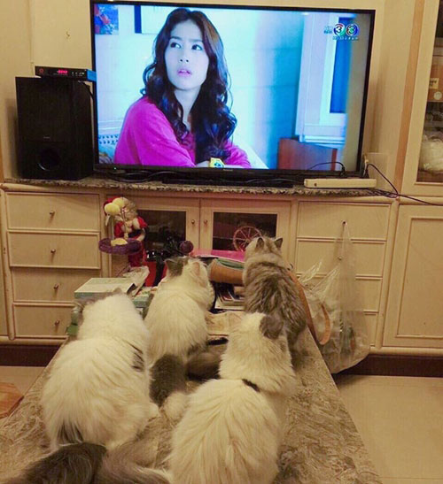 บ้านดาราไทย มิ้นต์ ชาลิดา บ้านดาราไทย มิ้นต์ ชาลิดา