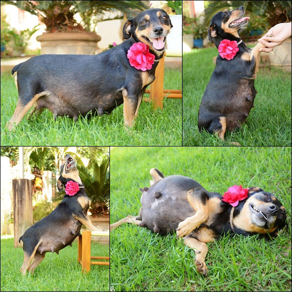 รูปหมาน่ารัก รูปหมาน่ารัก