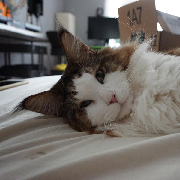 แมวเมนคูน แมวเมนคูน