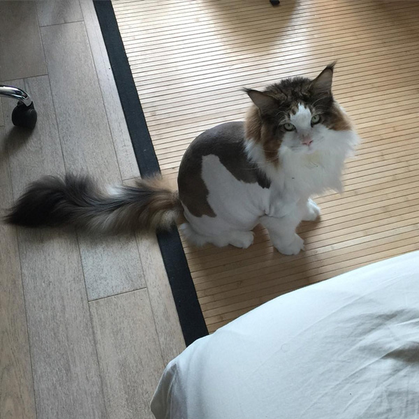 แมวแมนคูน แมวแมนคูน