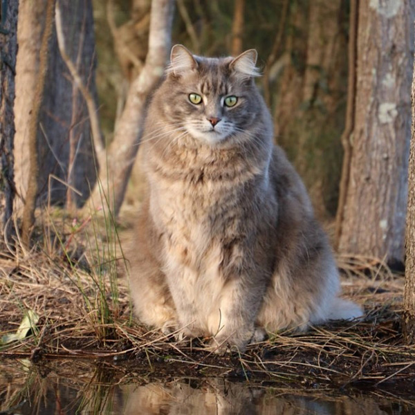 แมวแมนคูน แมวแมนคูน