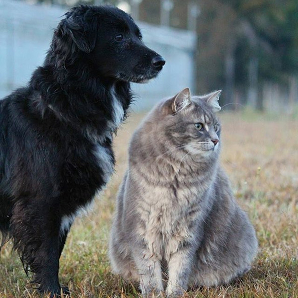 แมวแมนคูน แมวแมนคูน