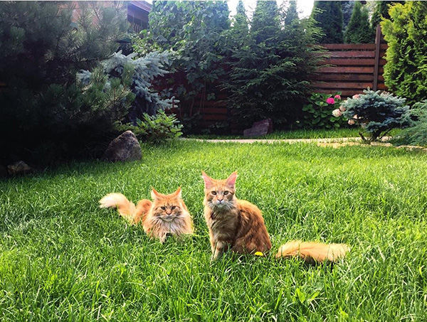 แมวแมนคูน แมวแมนคูน