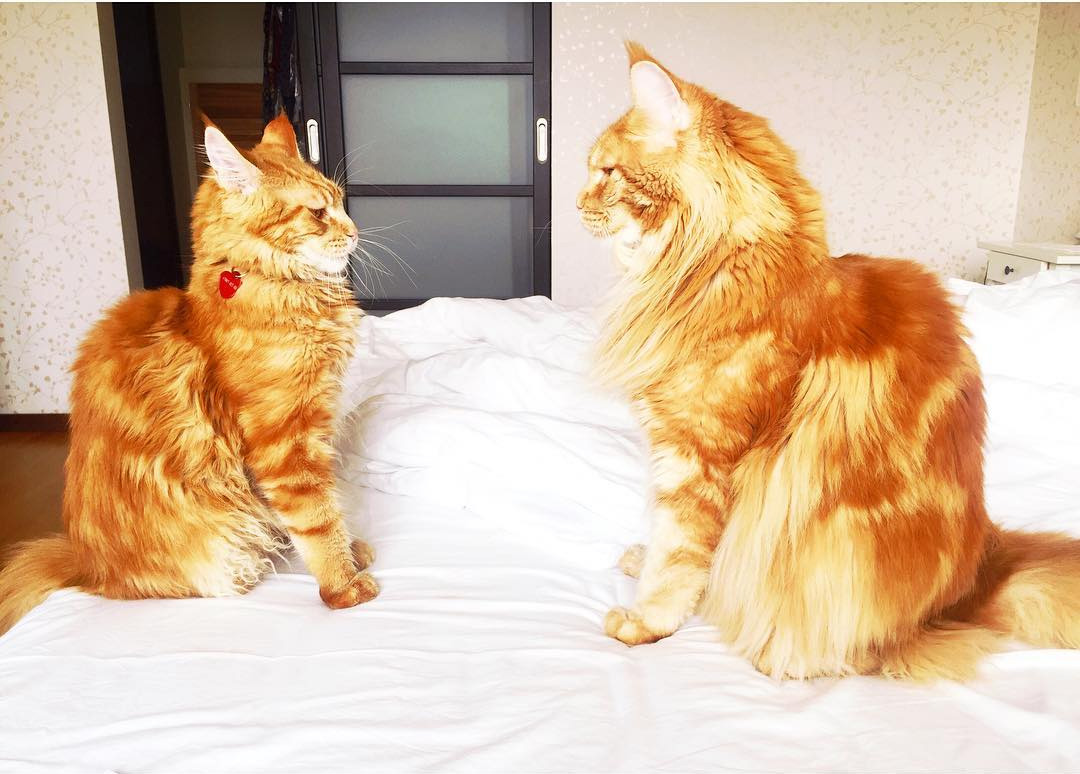 แมวแมนคูน แมวแมนคูน