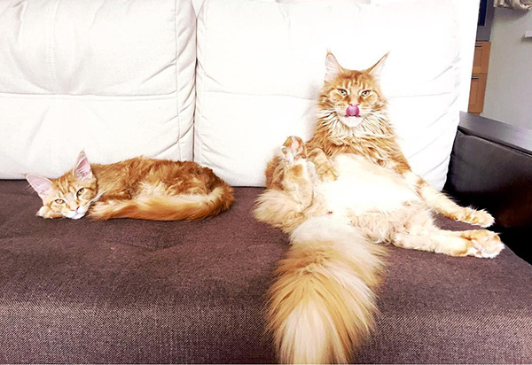 แมวแมนคูน แมวแมนคูน