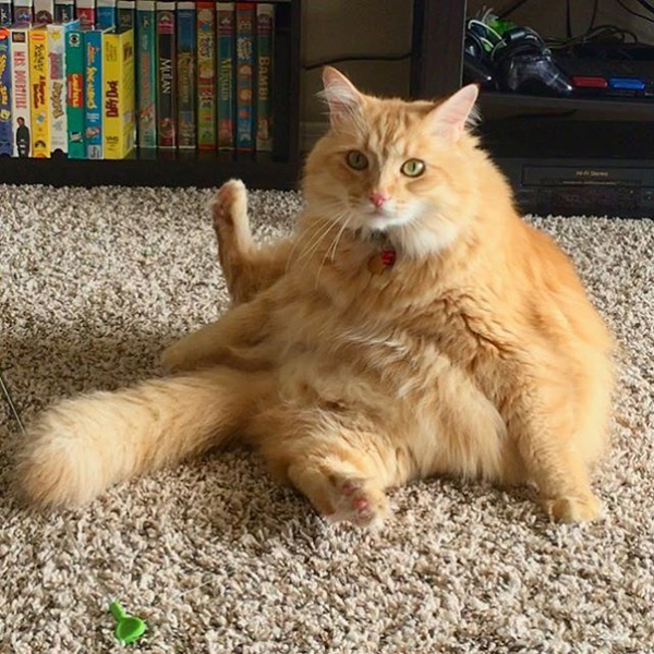 แมวแมนคูน แมวแมนคูน