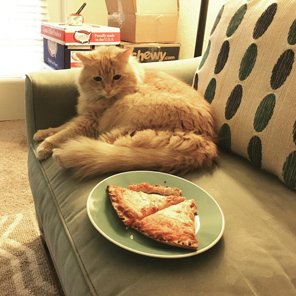 แมวแมนคูน แมวแมนคูน