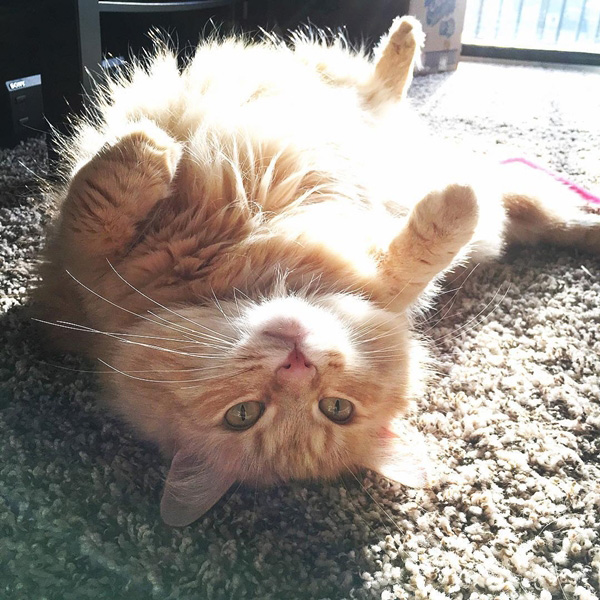 แมวแมนคูน แมวแมนคูน