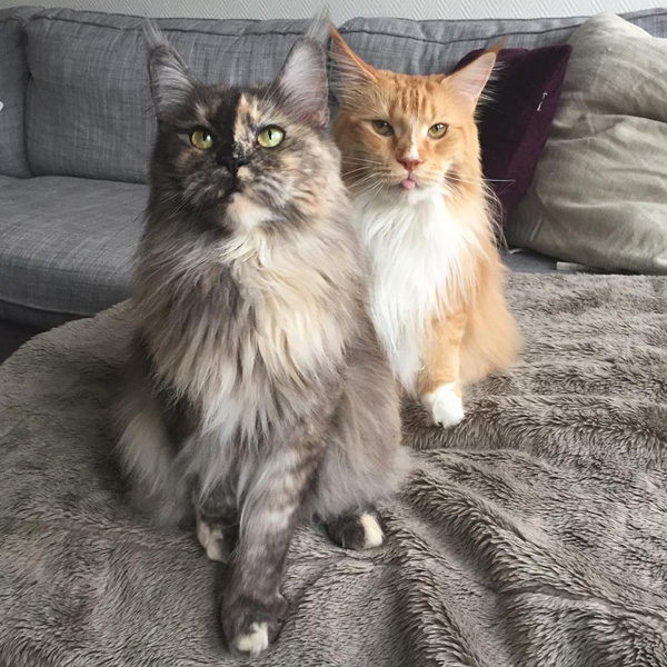 แมวแมนคูน แมวแมนคูน