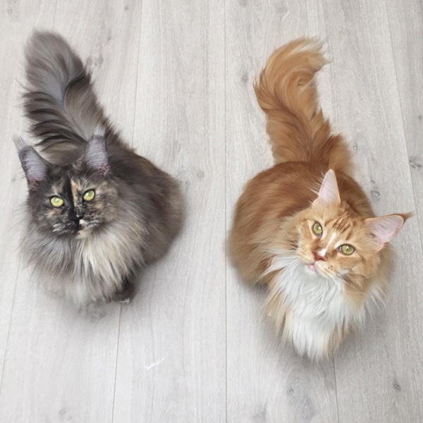 แมวแมนคูน แมวแมนคูน