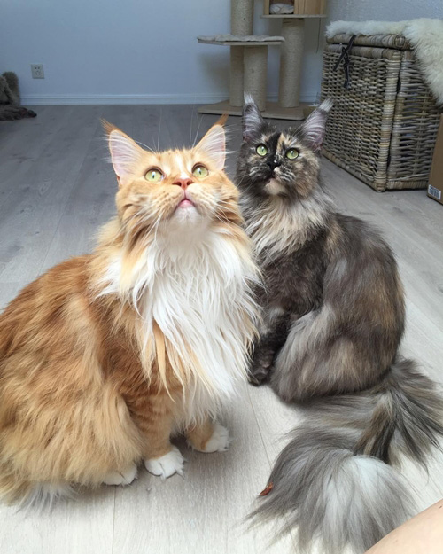 แมวแมนคูน แมวแมนคูน