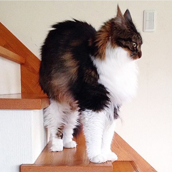 แมวแมนคูน แมวแมนคูน