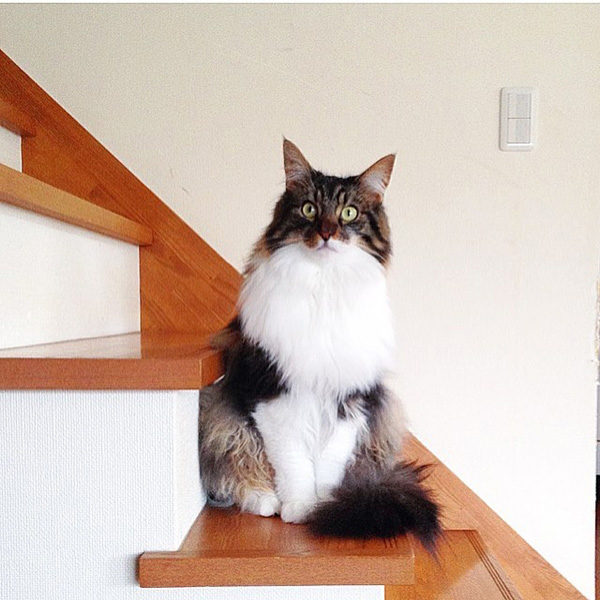 แมวแมนคูน แมวแมนคูน